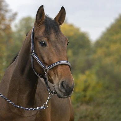 Norton Halsterset Brillant Taupe/Navy/Zilver - Afbeelding 2